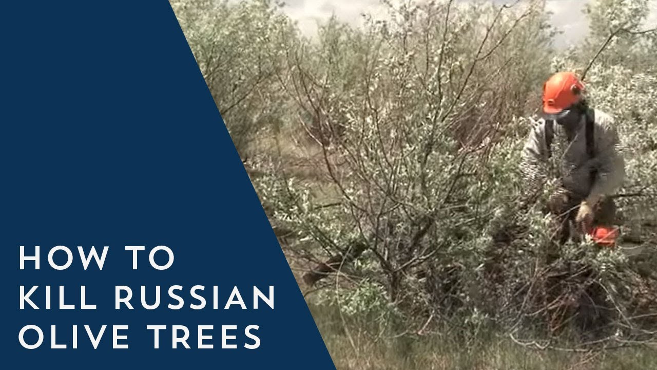 How to Kill Russian Olive Trees