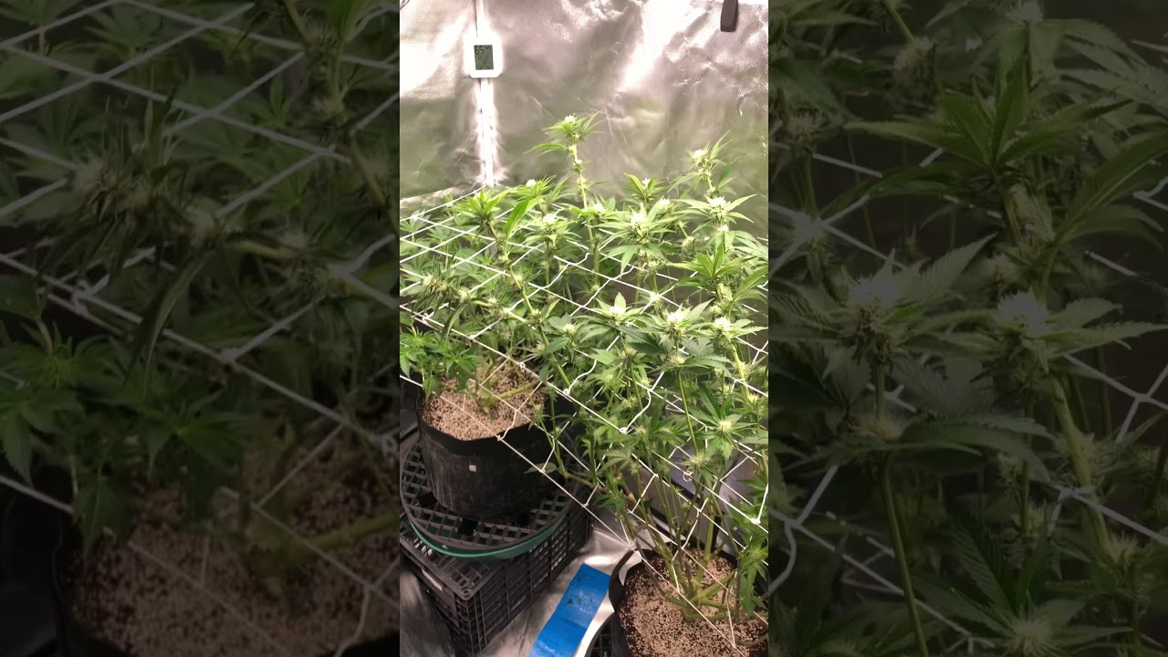 Day 21 of flower after the leaf strip