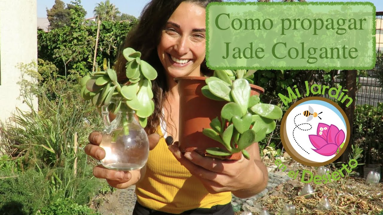 Como PROPAGAR JADE COLGANTE (Senecio jacobsenii)