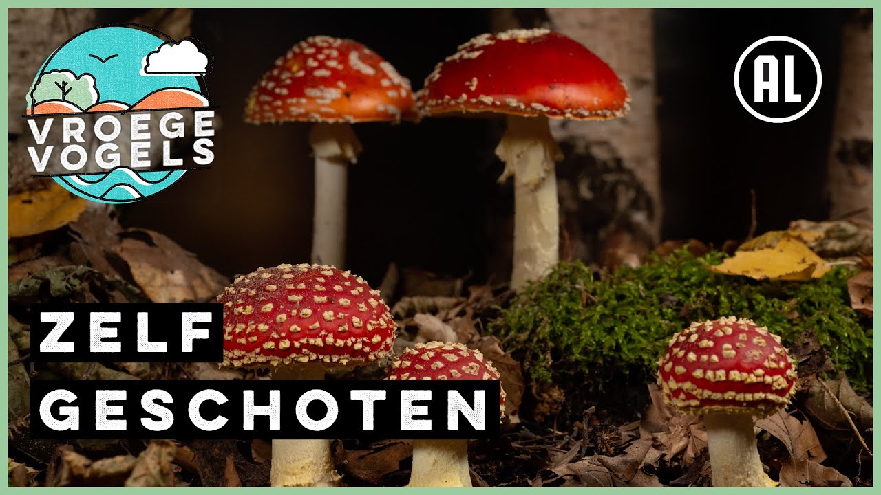 Groeiende vliegenzwammen | Winnaar Zelf Geschoten | Vroege Vogels