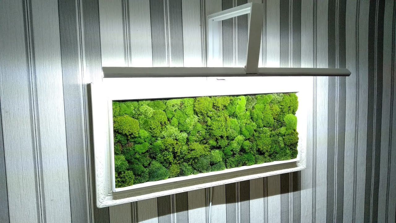 Картина из живого мха своими руками/Picture of live moss with your own hands