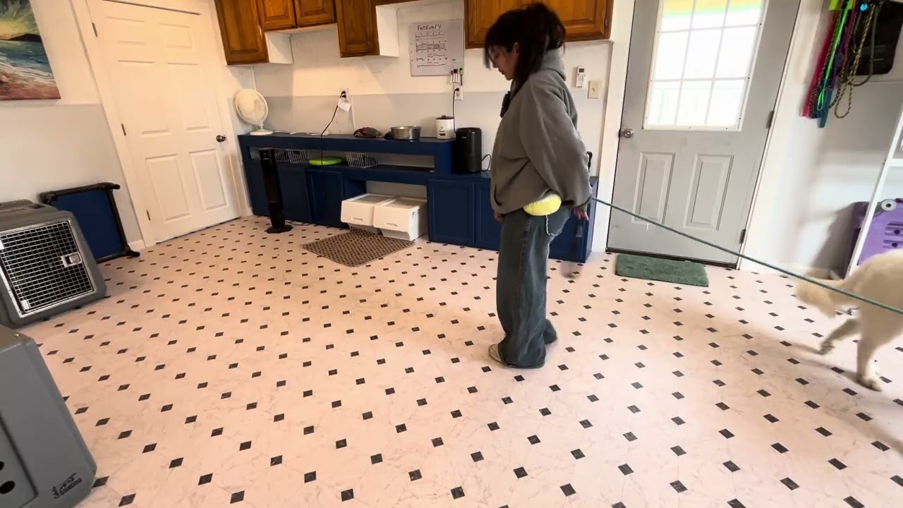 Beau sit/stay practice 