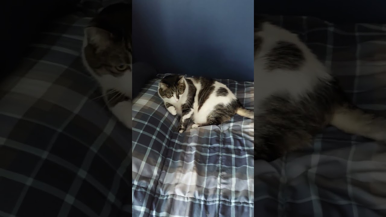 Корарра &mdash; милая очаровательная кошечка 🐱 🐈