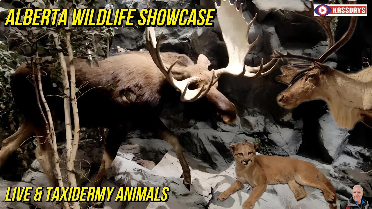 Alberta Wildlife Showcase | Live & Taxidermy Animals of the Province