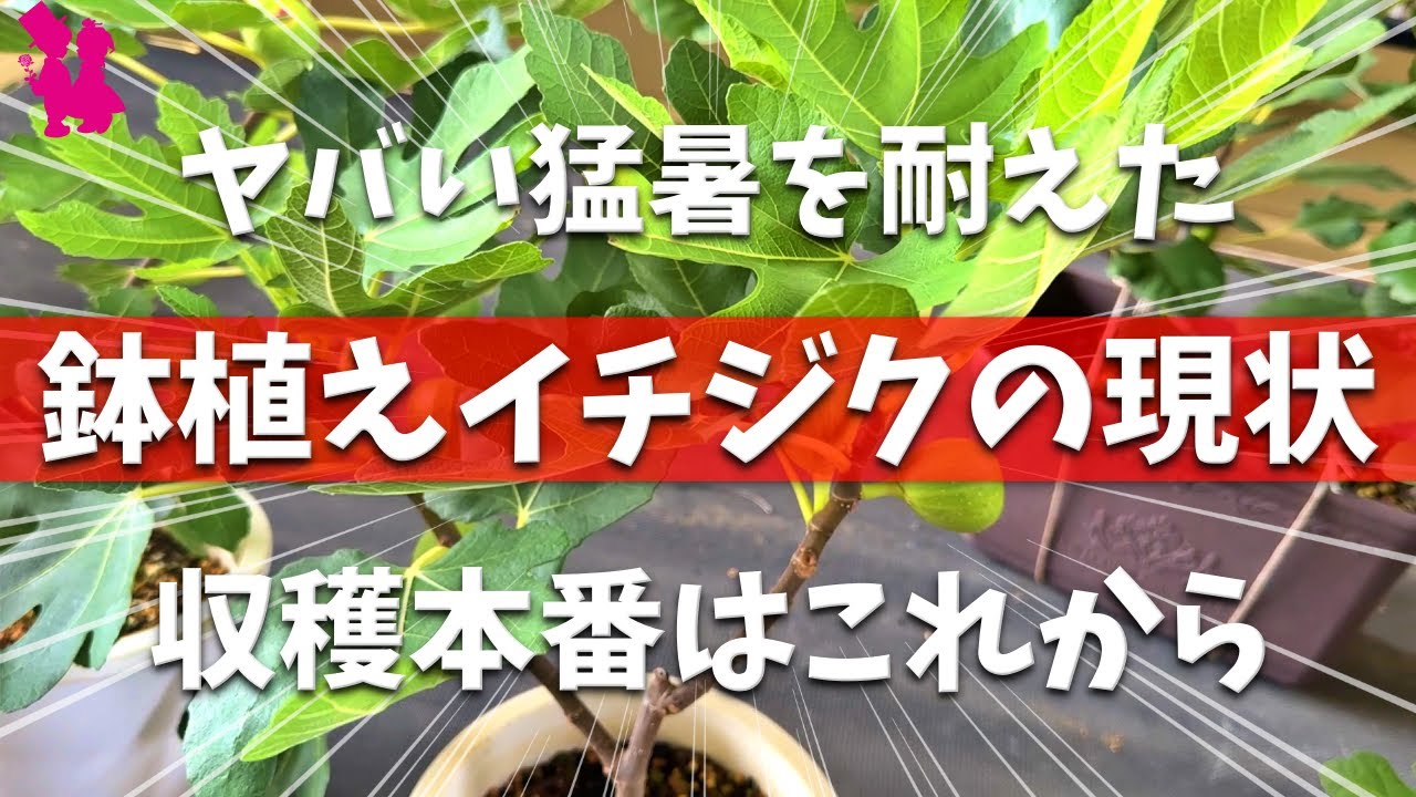 【やればできる】鉢植えイチジクの夏越し後の様子と収穫期シーズンに向けて