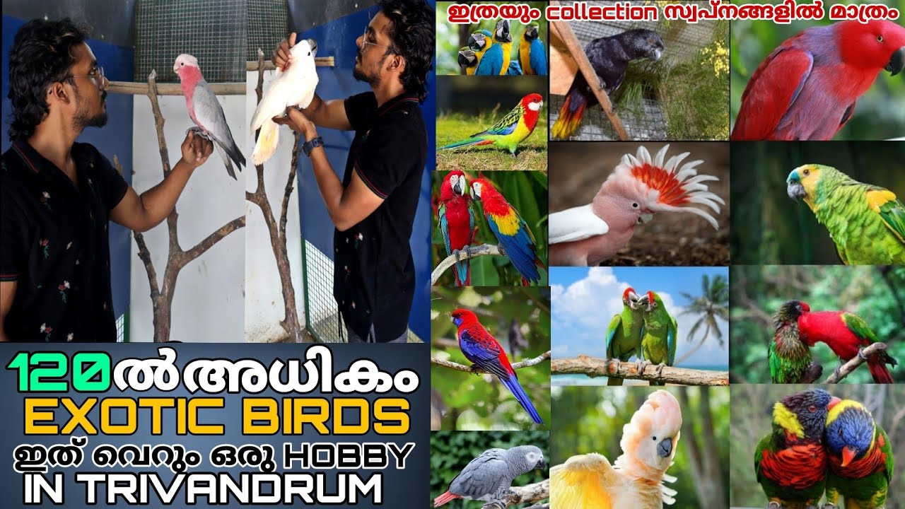 ഇത്രയും അധികം EXOTIC PARROT കേരളത്തിൽ ഉണ്ടന്നുപറഞ്ഞാൽ വിശ്വസിക്കുമൊ | EXOTIC FARM VISIT KERALA