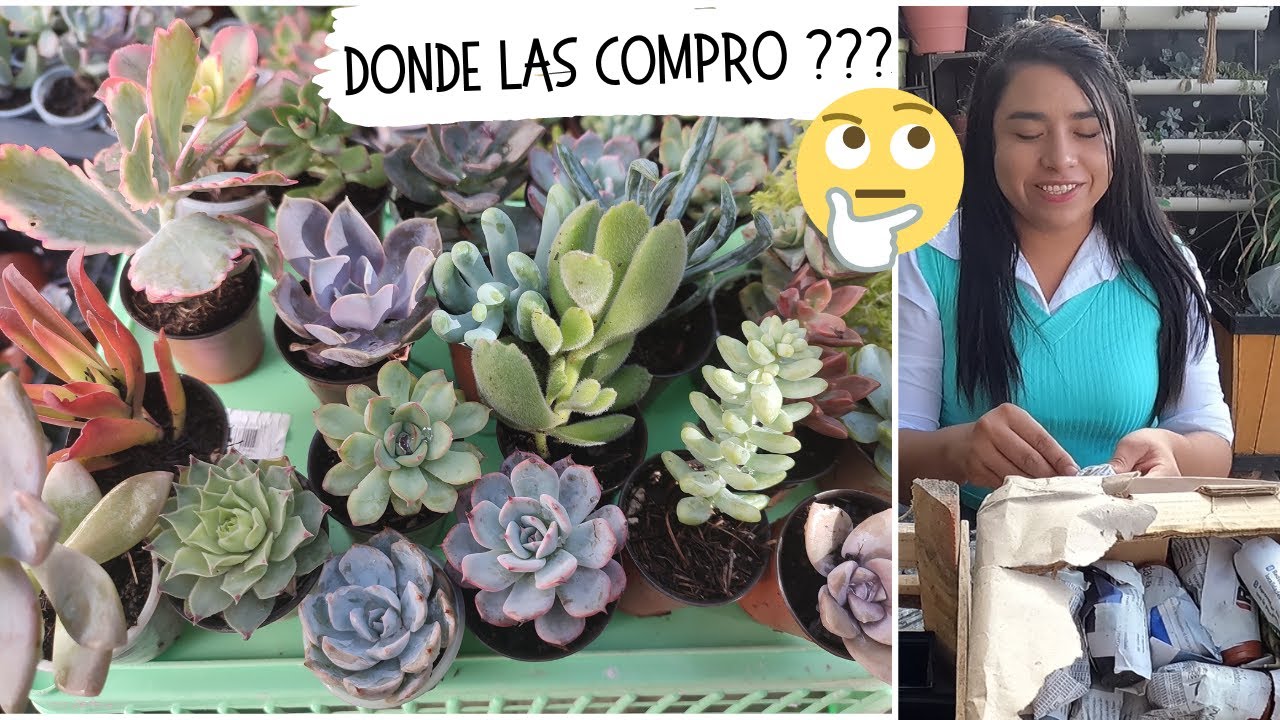 AQUI COMPRO MIS SUCULENTAS MINI // INICIA TU EMPRENDIMIENTO