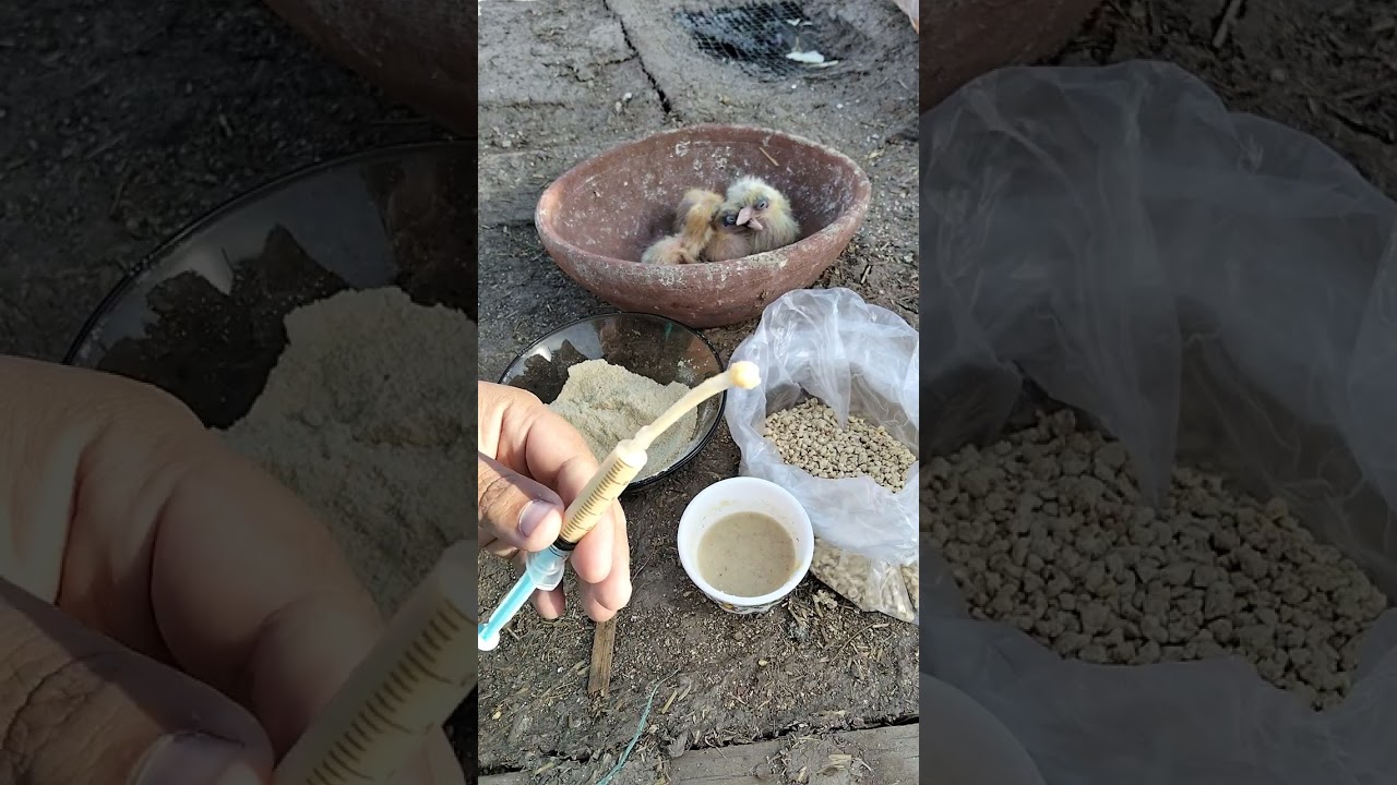 طريقه تاكيل الزغليل يدوي عمر يوم وعمر ثلاث ايام