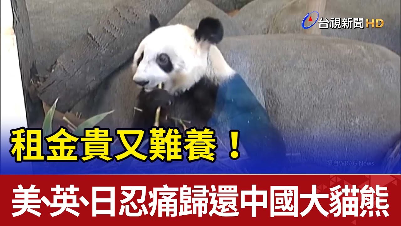 租金貴又難養！美、英、日忍痛歸還中國大貓熊