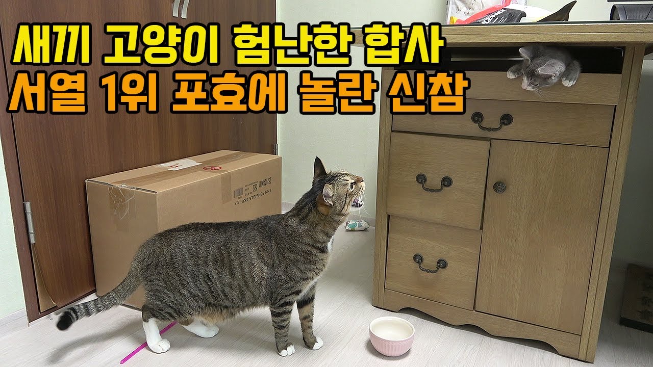 중국집서 구조한 새끼 길고양이 합사, 4마리 집냥이들의 '극과 극' 반응