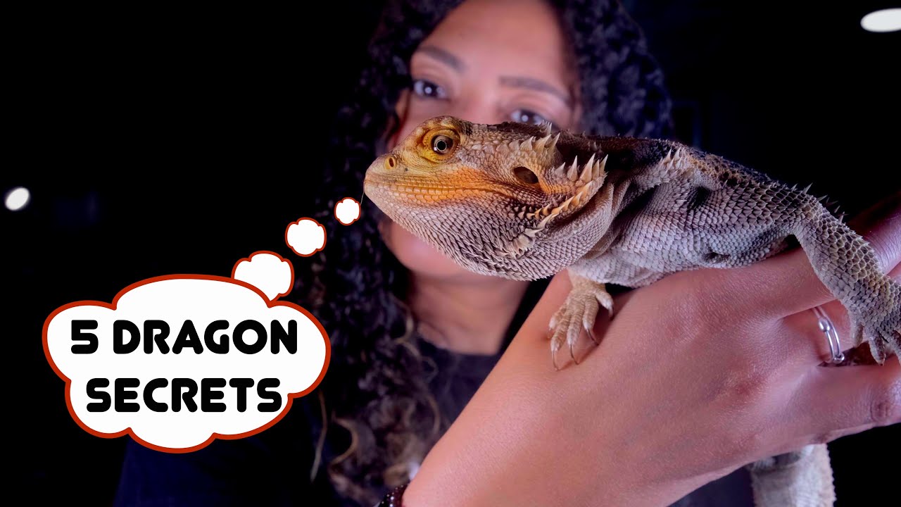 5 Things Your Bearded Dragon Wishes You Knew