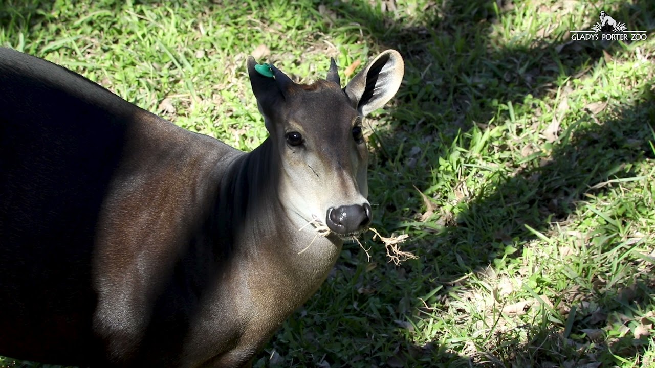 Yellow Backed Duiker Grazing