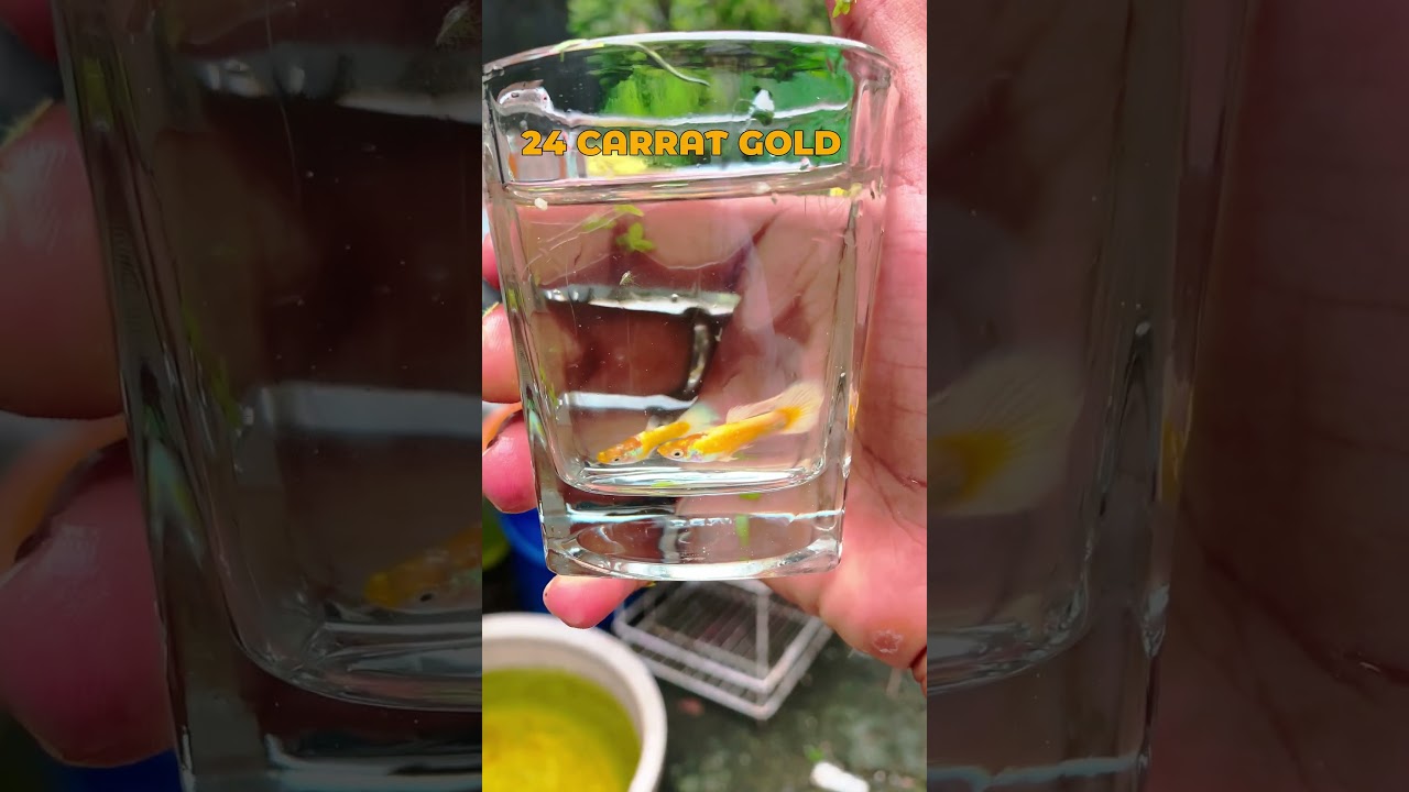 Best Quality Guppies Collection 🐠