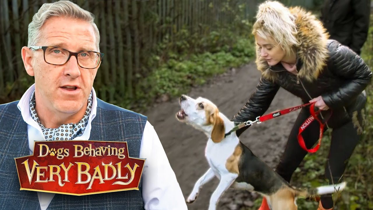 Extremely Reactive Dogs: The Meltdown Moments That Stun Their Owners!