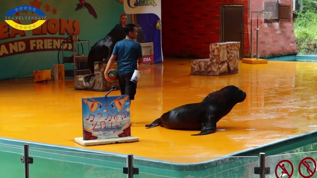 THE - SEA LIONS SHOW Ocean Dream Samudra Ancol Jakarta