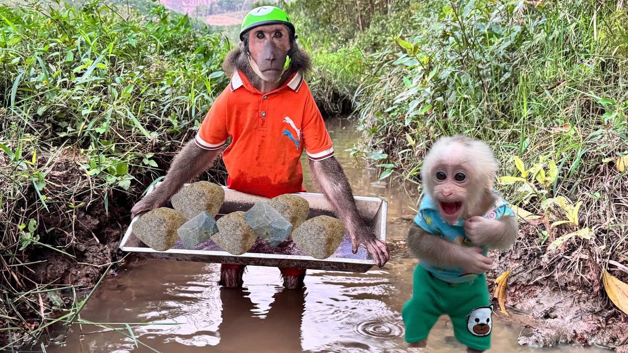 Abu & Baby Monkey Sneak Away to Catch Snails – What Will Mom Do?