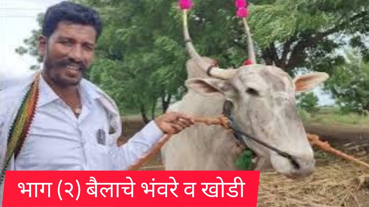 बैलाचे भवरे व खोडी विषय चर्चा  राजकुमार बिराजदार पाटील रा विंचुर ता जि दक्षिण सोलापूर८६०५५२०१७१