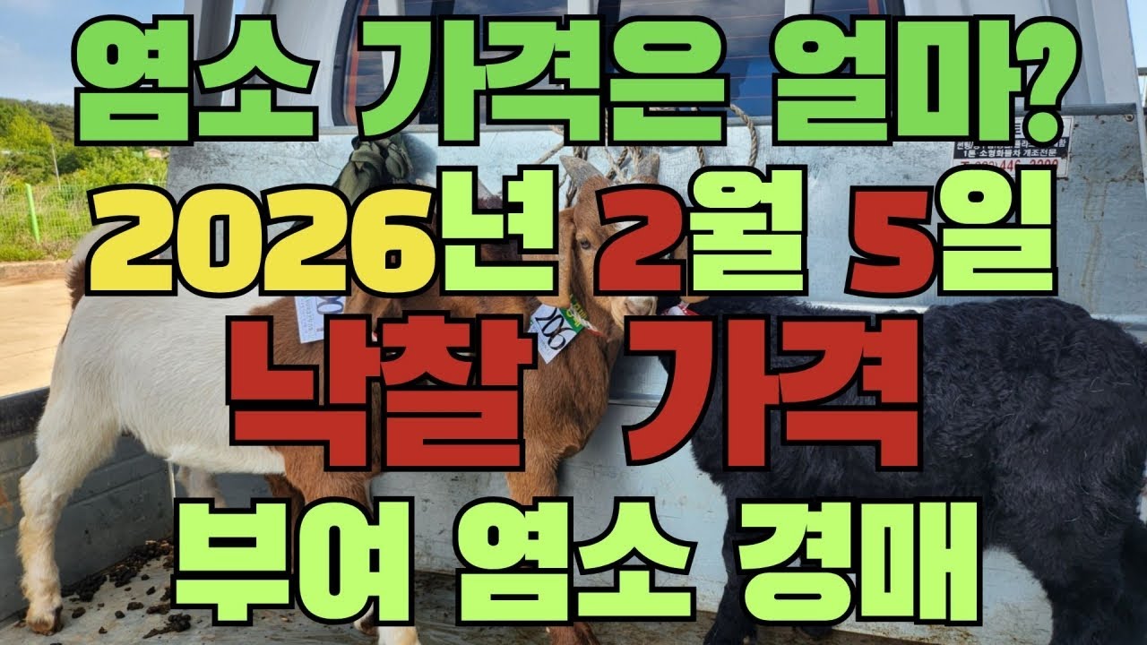 2026년 2월 5일 부여 축협 염소 경매