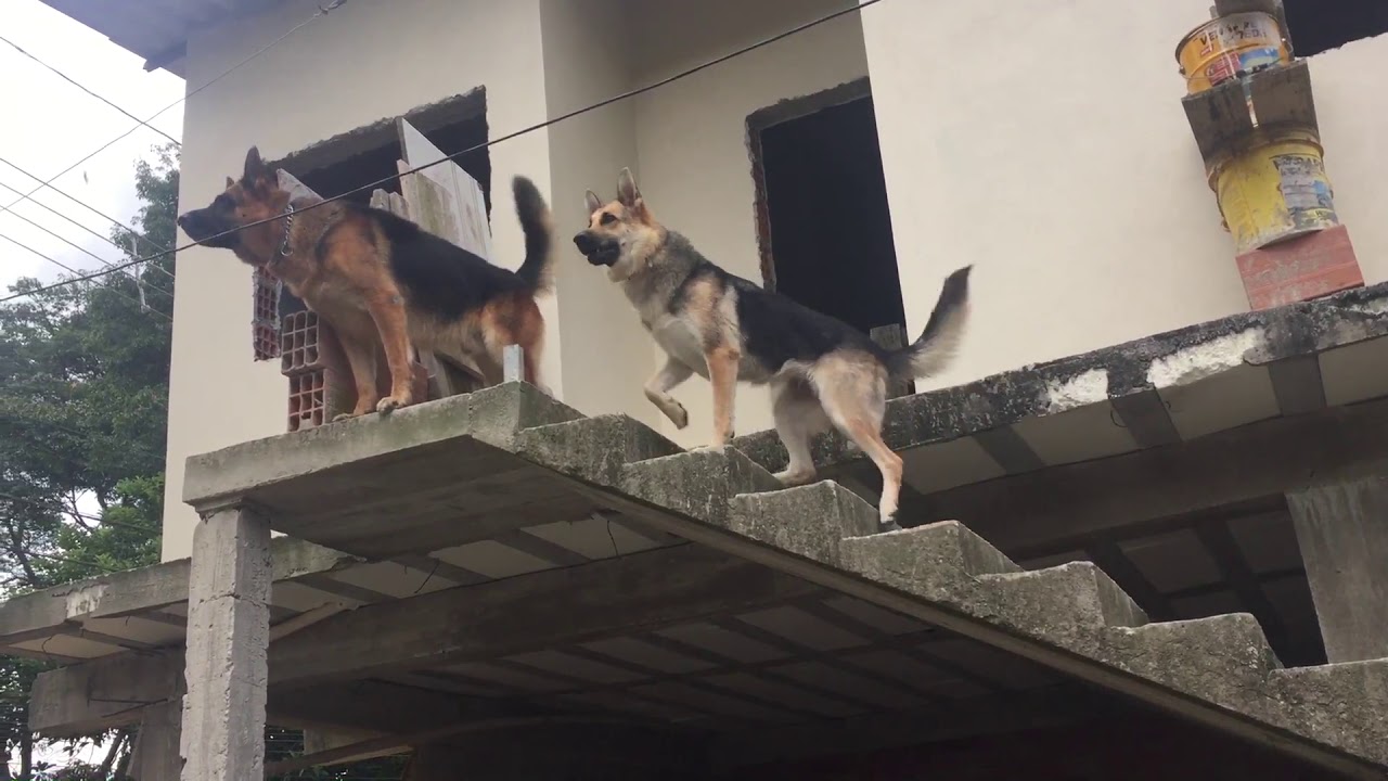 Pastor Alem&atilde;o C&atilde;o de Guarda