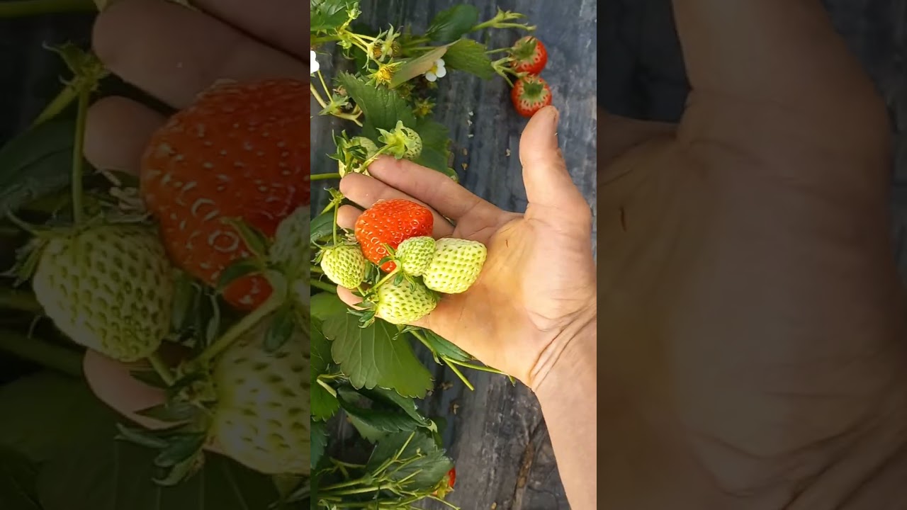 19-fevral, 2026