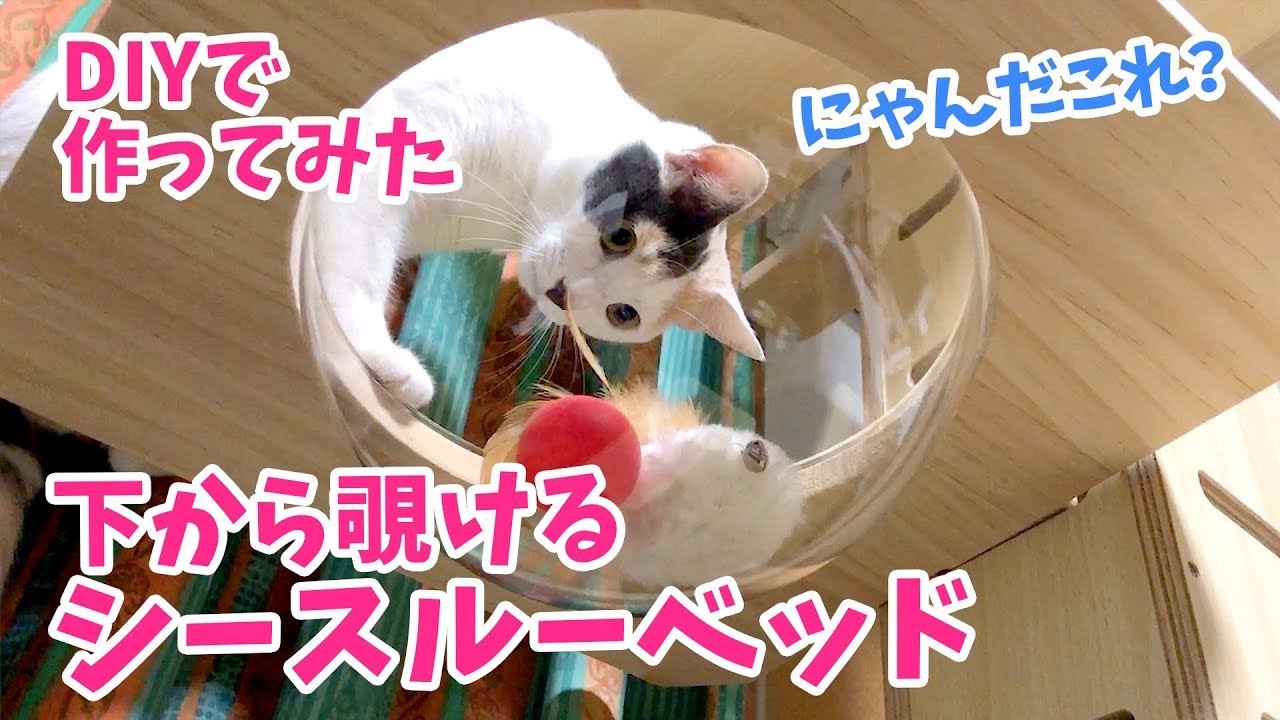 キャットウォーク拡張！透明な変わったベッドを作ってみた【DIY】