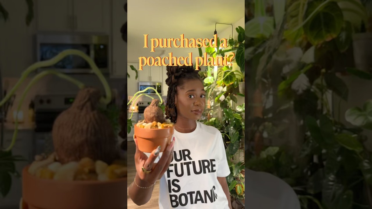 I accidentally purchased a poached plant 😔🪴 #plants #plantmom #plantlover #caudex