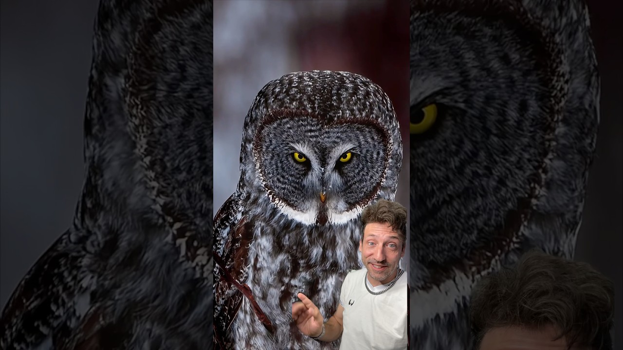 Owls are WEIRD