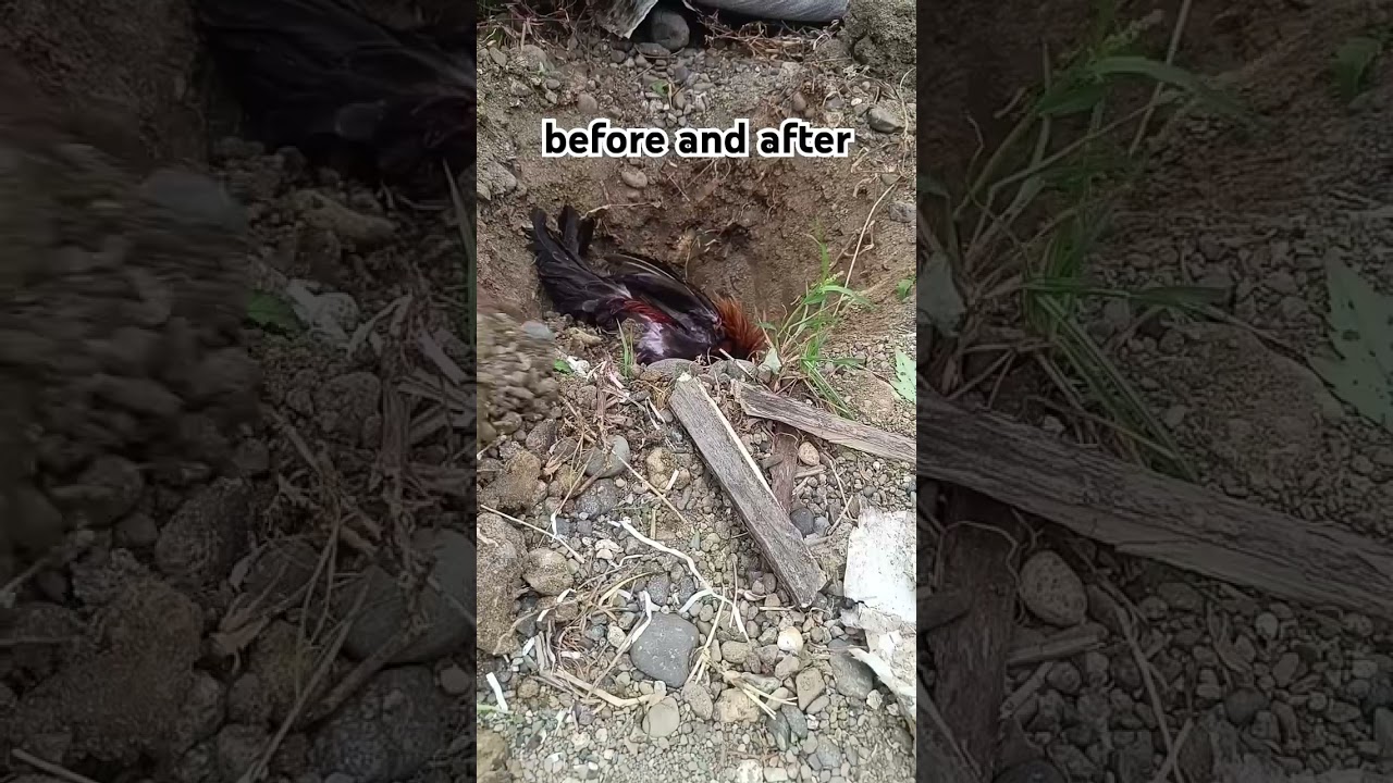 From chick to chicken #chicken #serama #bantam