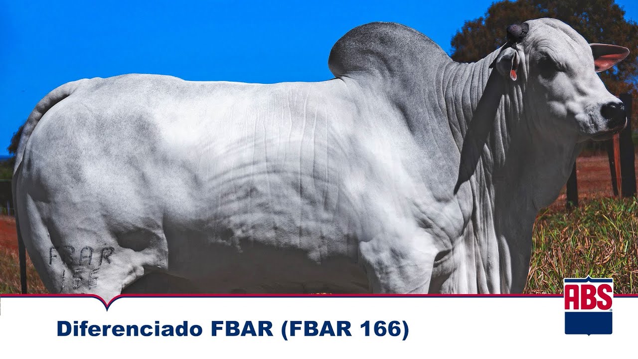 DIFERENCIADO FBAR (FBAR 166) - Touro Nelore ABS