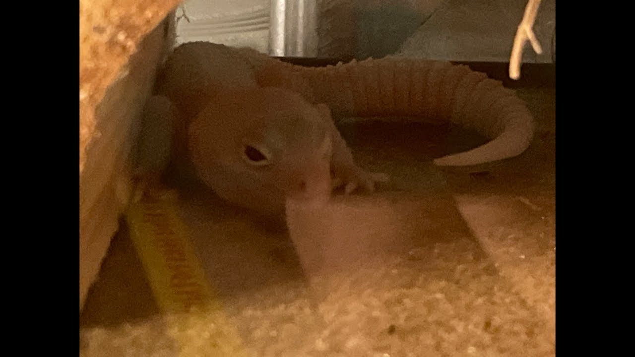 Rango Activity/Sleep cam