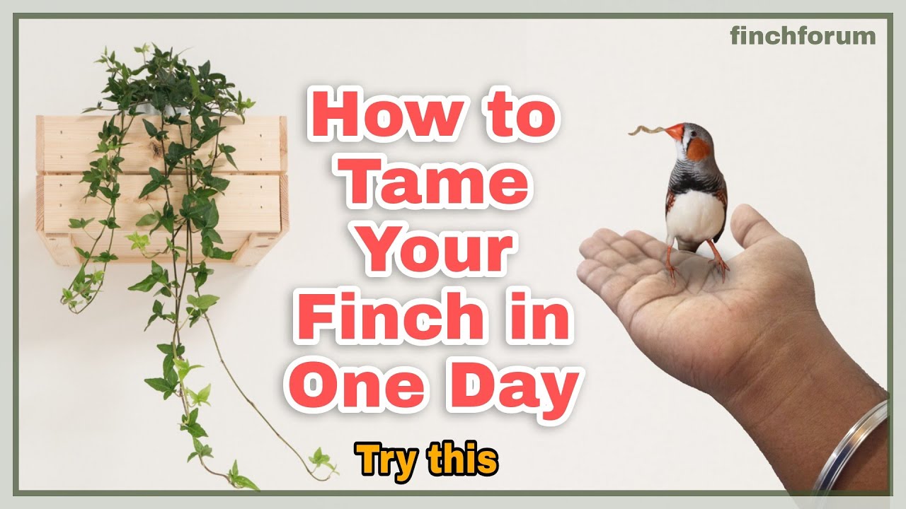 How to tame your zebra finch in one day(4-5h). Charlie  the tamed zebra finch Hand tamed zebra finch