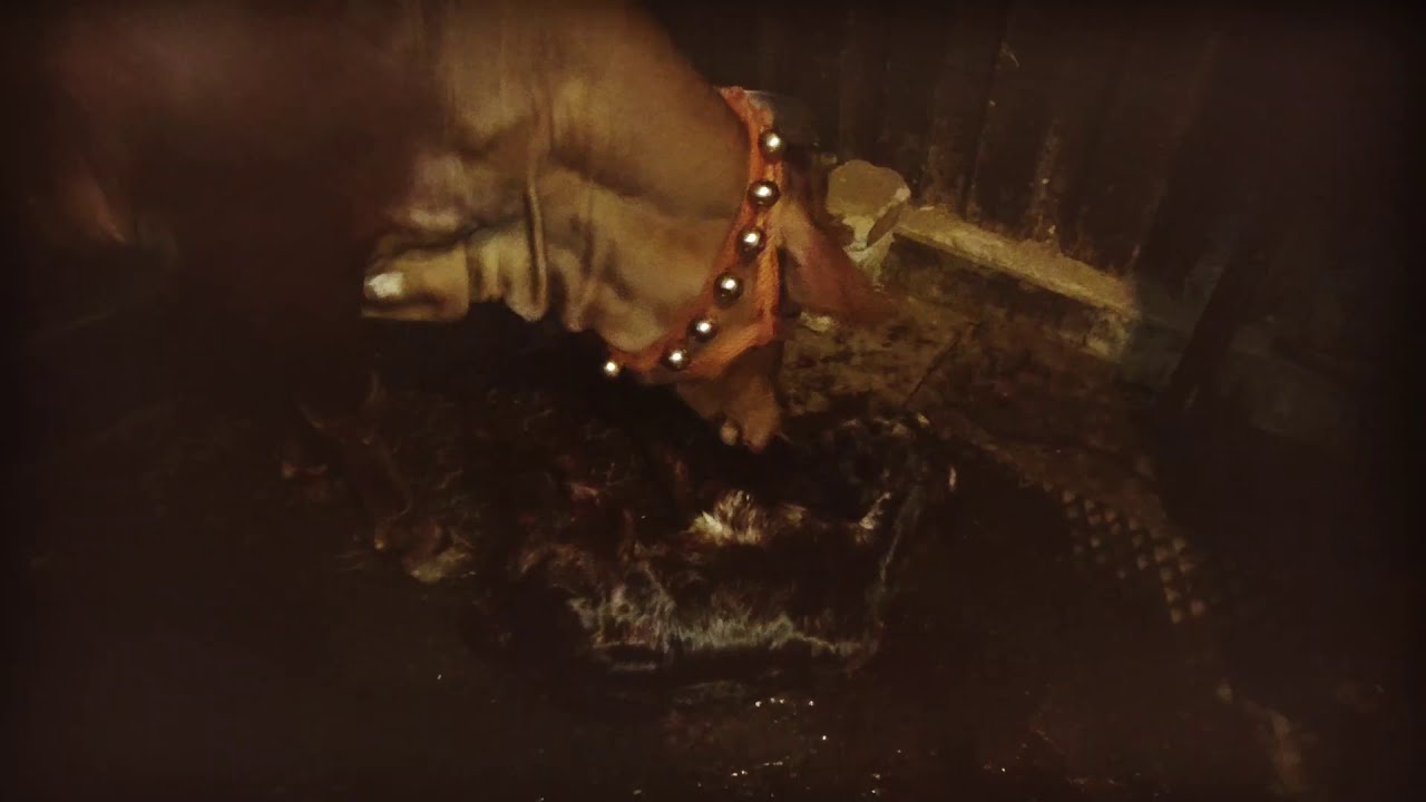 COW NEW BORN VIDEO|MAHASHIVRATRI 2021 | COW AND CALF| BLESSING OF LORD SHIVA | GAURI|KASTURI| GOSEVA