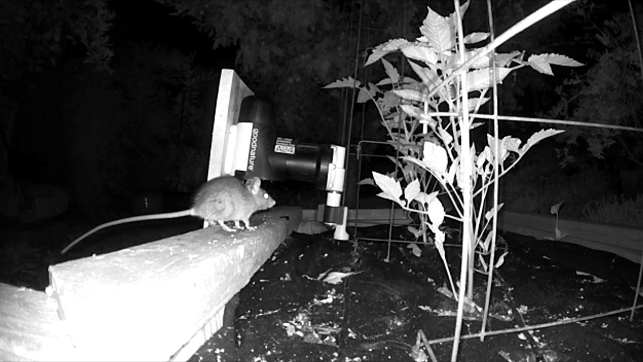 A24 Rat Trap: Two Rat Kills in One Night