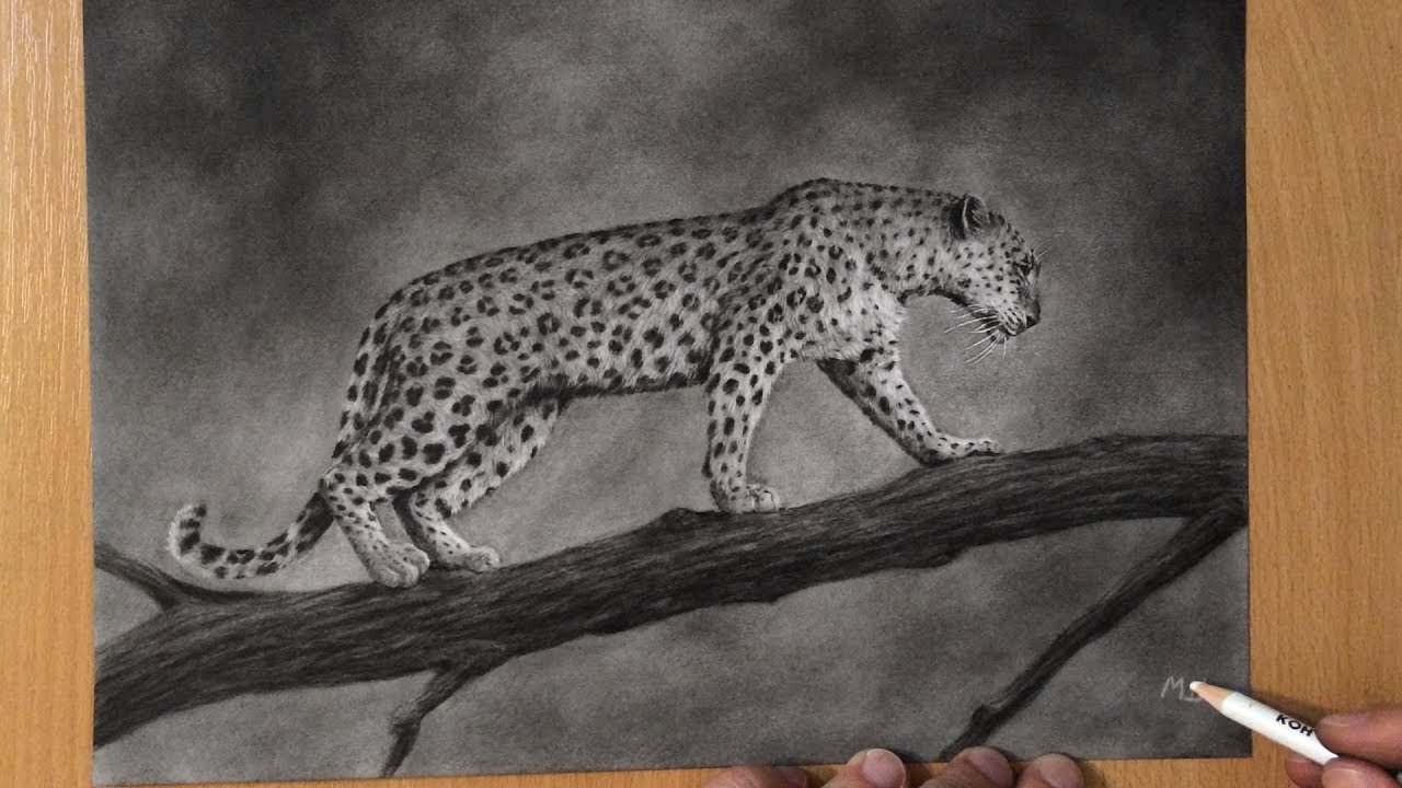 Leopard Charcoal Drawing Time Lapse