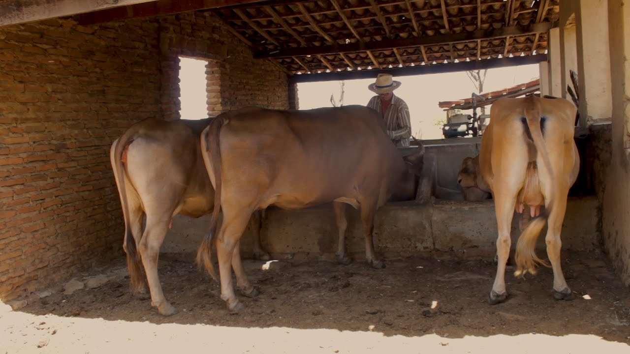 Alimentando as vacas leiteiras