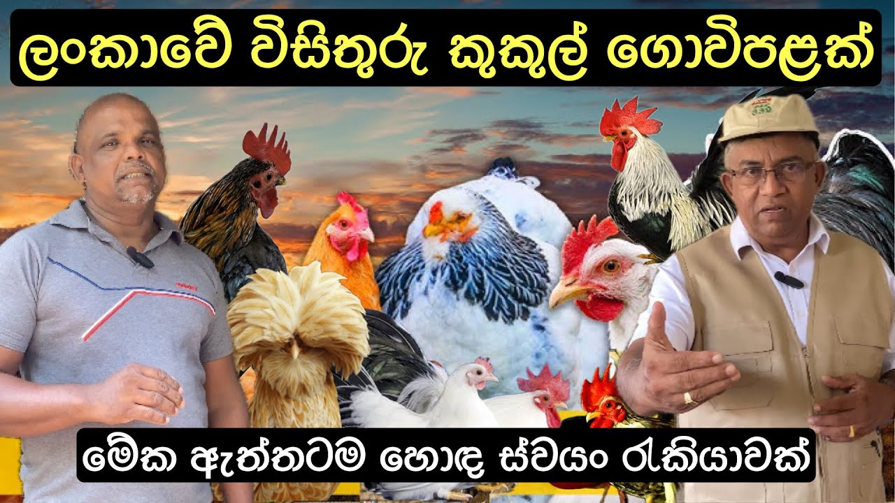 වර්ග 20කට වඩා අධික කුකුල් විශේෂ සිටින ගොවිපලක්🐓/A Fancy chicken farm in Sri Lanka 🐓🦃 #poultry