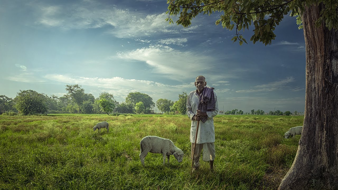 Old Man Sheep | Realistic Photoshop Manipulation Photo Effects Tutorial