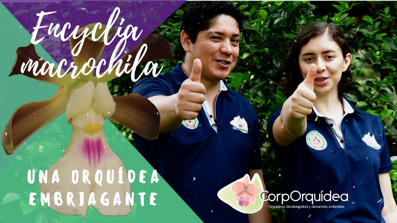 Cómo cultivar  una orquídea Encyclia macrochilla| OrquiAmigos | Orquídeas | Flores y floración
