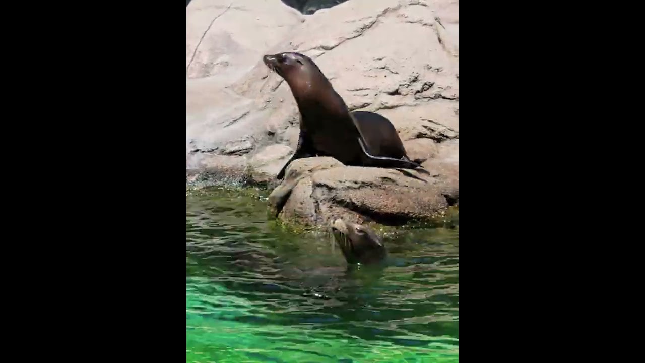 Sea Lions at the Bronx Zoo #gottalovenewyork