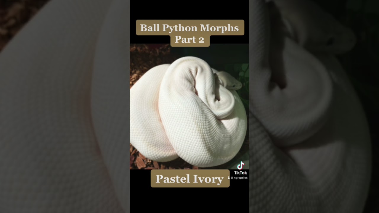 Cool ball python morph part 2 #ballpythonmorph #ballpython #youtubeshorts