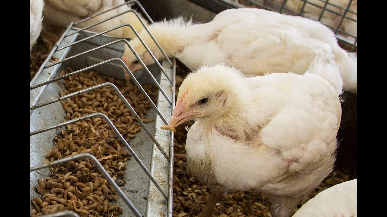 Producción de moscas para alimento animal