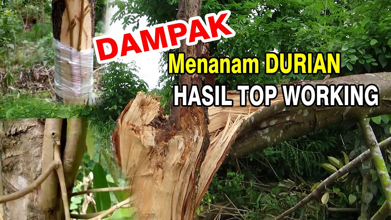 Inilah Dampak Kerugian Menanam DURIAN Hasil Top Working Atau sambung sisip