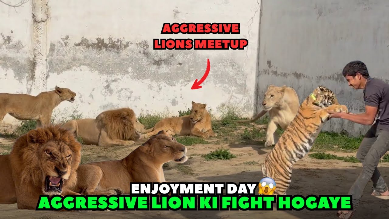 Dangerous Lions Fight Caught on Camera 😱 | All Lions & Tigers Ik Sath