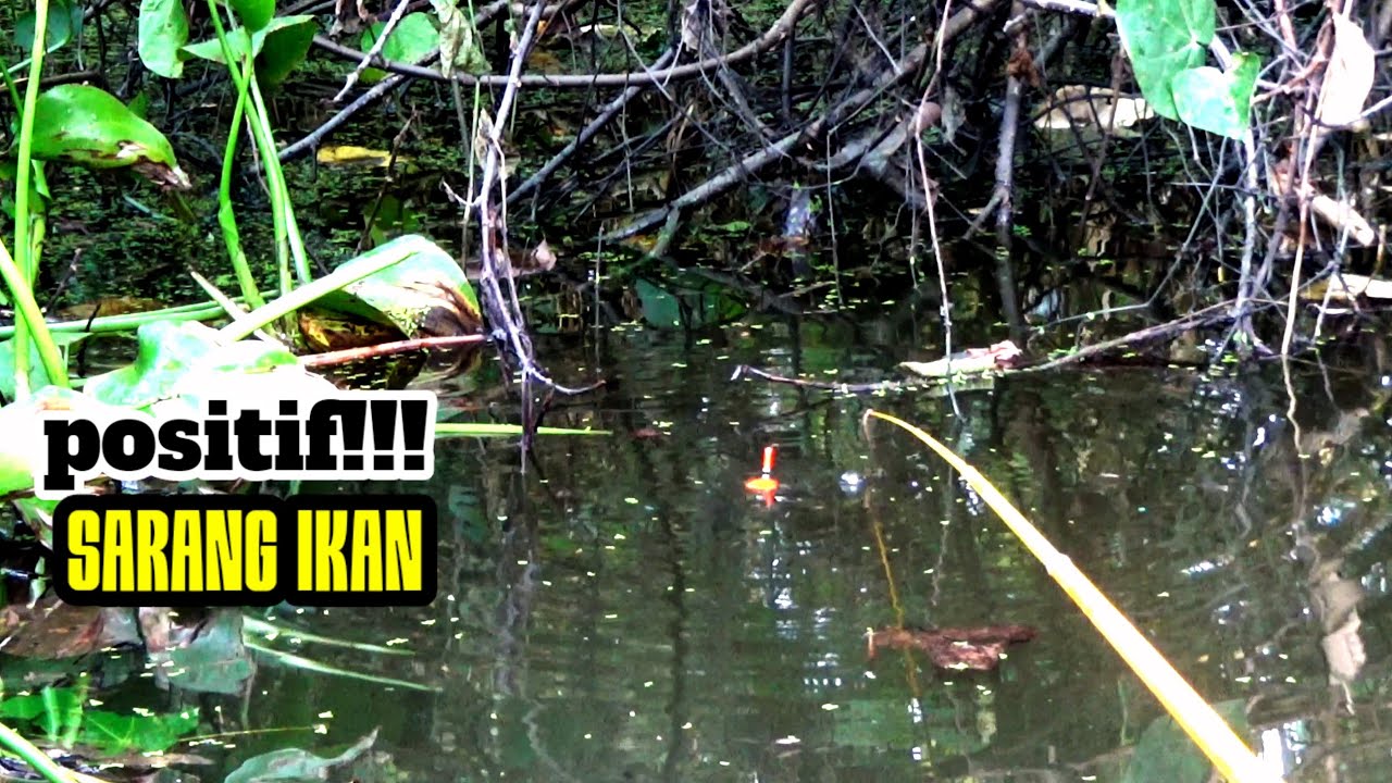 YAKIN!!! Pemancing Terdiam Ketemu Spot Rawa Waru Doyong Yang Begitu Ngeri