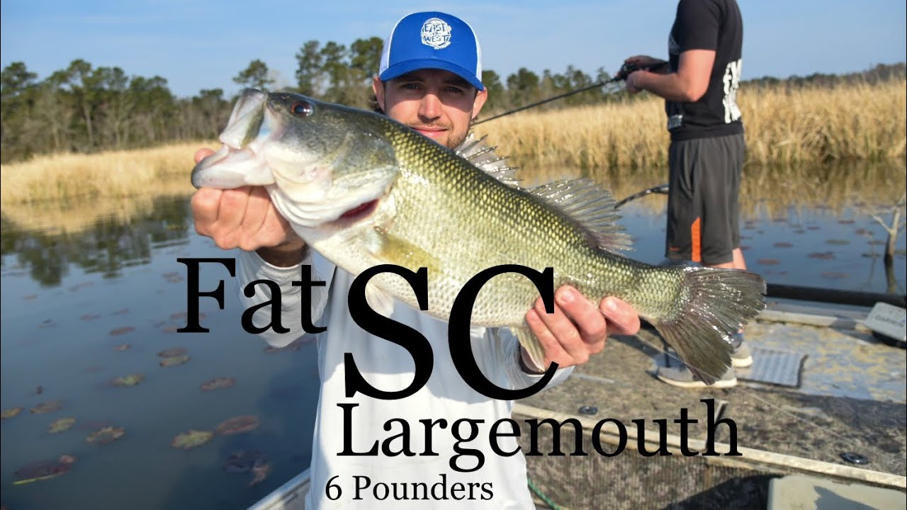 Episode 20 (Part 1): SC Bass - Largemouth Bass Fishing Lake Moultrie & Lake Marion with Zman & CCC