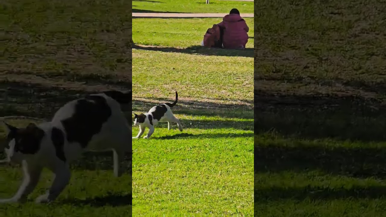 Kitty catching kitty #streetcats #streetcatrescue #catshorts #straycats #straycatlife