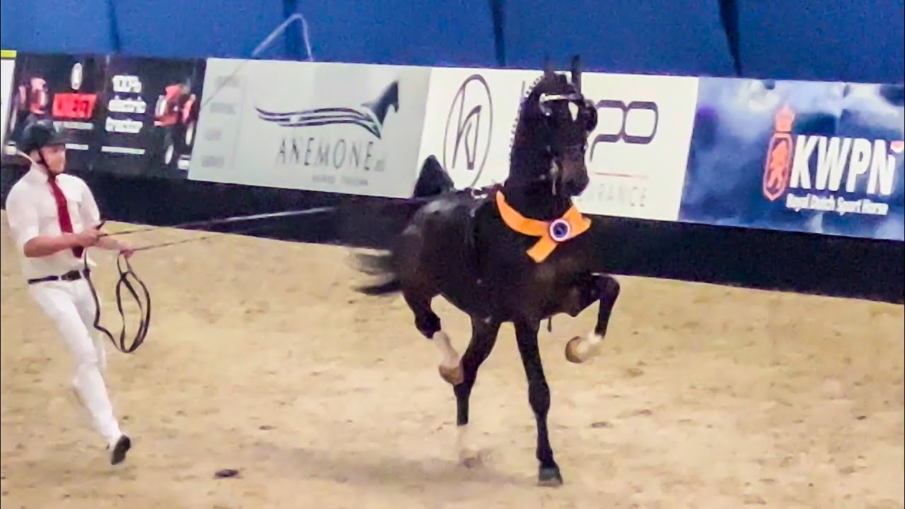 First viewing KWPN harness stallions & presentations approved Harness stallions- January 7th, 2023