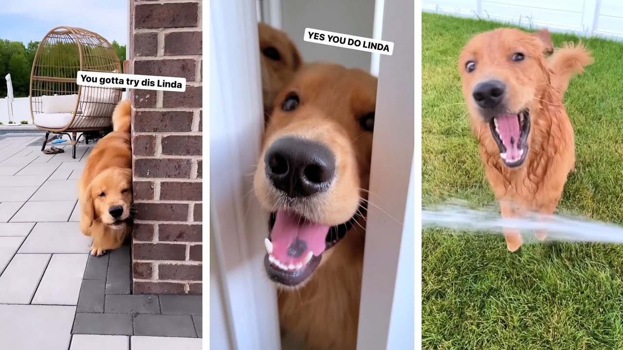 Why are My Dogs so Weird?
