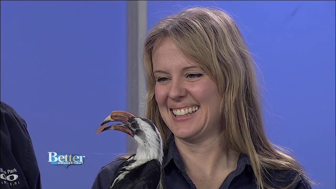 Meet Zazu The Hornbill