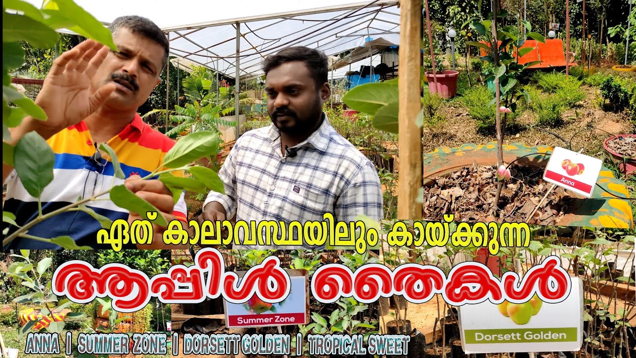 ഏത് കാലവസ്ഥയിലു൦ കായ്ക്കു൦ ആപ്പിൾ | miracle farm house | tropical varieties | Njaanoru malayali
